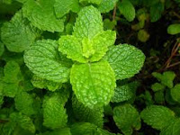homemade toner for oily skin homemade toner for oily skin