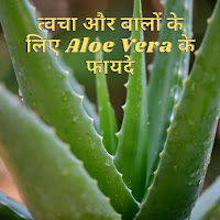 एलोवेरा के फायदे स्किन और बालों के लिए (एलोवेरा के फायदे और नुकसान )